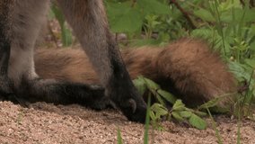 Front legs and head of an adult red fox male - wildlife - HD stock video
