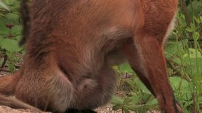 Body and legs of an adult red fox male - wildlife - HD stock video
