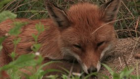 Head and body of an adult red fox male - wildlife - HD stock video
