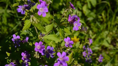 Wild Cranesbill in the fiel in summer sunny day. Geranium pratense close up footage shooting static camera.