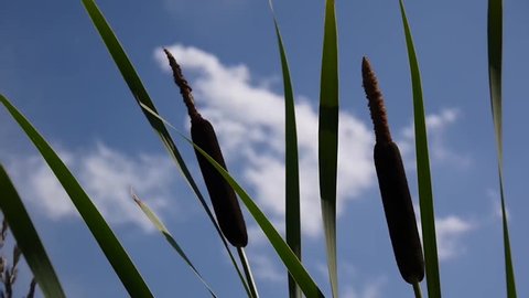 Typha latifolia, Common Bulrush, Broadleaf Cattail HD video footage on the blue sky background