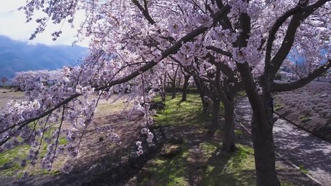 Sakura Cherry Blossom Tree Path And Lake At Fuji Area, Japan