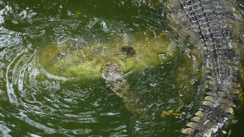 fresh water crocodile swim in Asia Thailand Chordata phylum