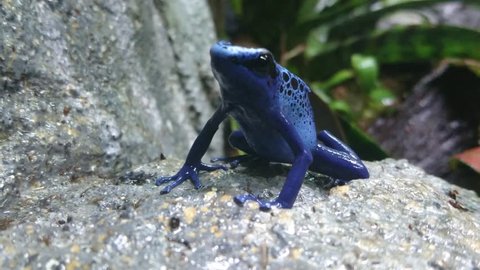 A dyeing poison frog (Dendrobates tinctorius) sticks out its tongue to capture an insect into  its mouth. Its throat moves up and down rapidly and its snout is pointed up to help in swallowing. 