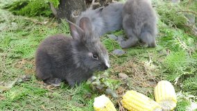 Young rabbits eating fresh carrot and corn