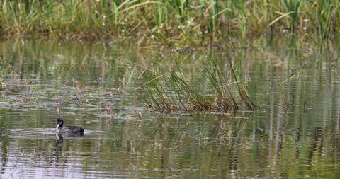 Bird Eurasian coot (Fulica atra), crake bird family, the Rallidae. Duck feeding in small pond on green reeds. Czech Wildlife. Close up