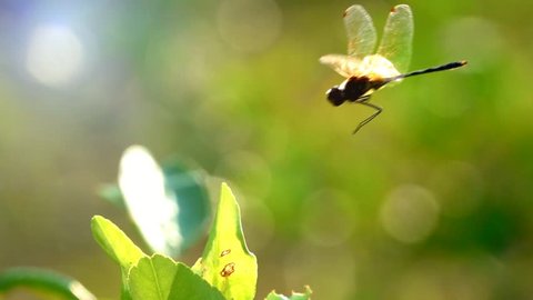 Slow motion beautiful yellow black dragonfly flying catch on tree in beautiful morning sunrise. Dragonfly is characterize large multifaceted eyes two pairs of strong transparent wings colored patches 