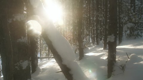 Winter wonderland forest. Low angle dolly shot. Bright sun shining and flaring behind the snowy trees and making long shadows to the ground.