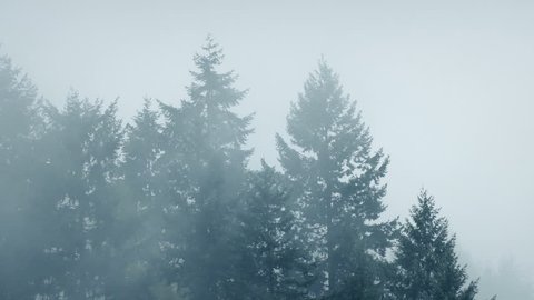 Mist Shrouds Large Forest Trees