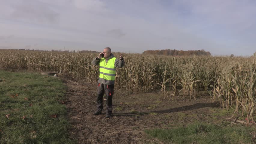 Farmer on the damaged cornfield