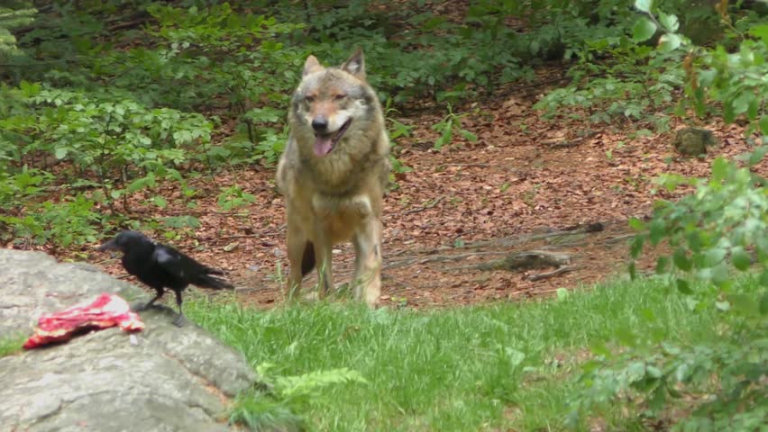 4K footage of Gray (or Grey) Wolves (Canis lupus) in the Bayerischer Wald National Park in Bavaria, Germany.
