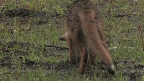 Red fox puppy during rain - wildlife - HD stock video
