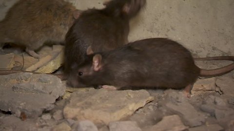 Closeup Of Black Rats Run In The Cave Between The Fragments Of The Bricks And A Peace Of Wire