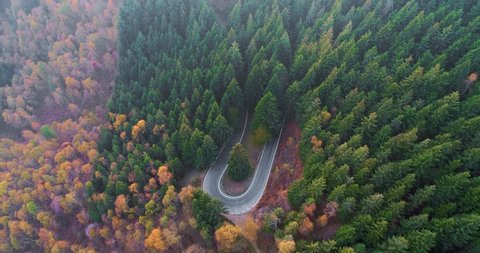 Forward aerial top view over car travelling on road in colorful autumn forest.Fall orange,green,yellow red tree woods.Mountains street path establisher.4k drone flight straight-down establishing shot