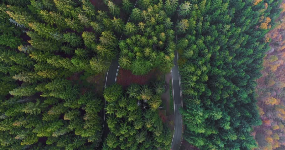 Overhead aerial top view over car travelling on hairpin bend turn road in countryside autumn forest.Fall orange,green,yellow pine tree woods.Fog Street path establisher.4k drone flight straight-down Royalty-Free Stock Footage #32214514