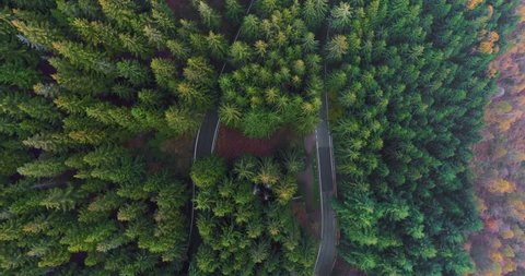 Overhead aerial top view over car travelling on hairpin bend turn road in countryside autumn forest.Fall orange,green,yellow pine tree woods.Fog Street path establisher.4k drone flight straight-down