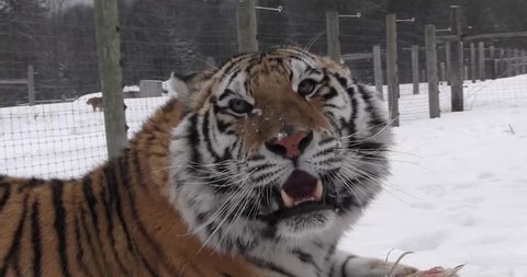 Close up of a Tiger in the snow roaring in slow motion