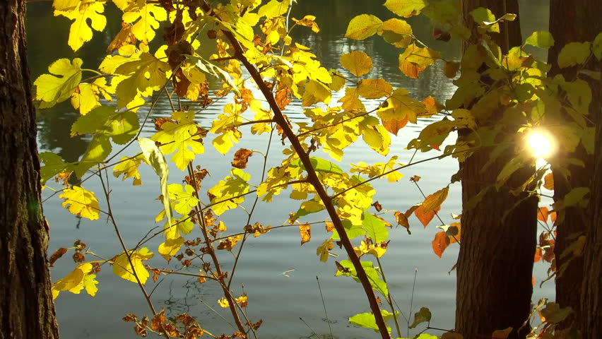 Yellow leaves on a lake border in a sunny day.