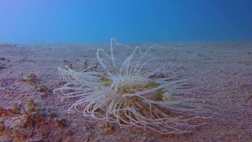 Underwater Tube Dwelling Anemone. Picture of underwater colorful soft coral tube dwelling anemone in the tropical reef of the Red Sea, Dahab, Egypt.