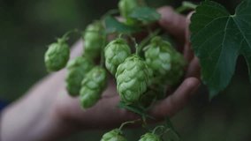 Closeup of ripe cones of hops on the field, video is blocked in real time, female hands examine hop cones, sorting through them.