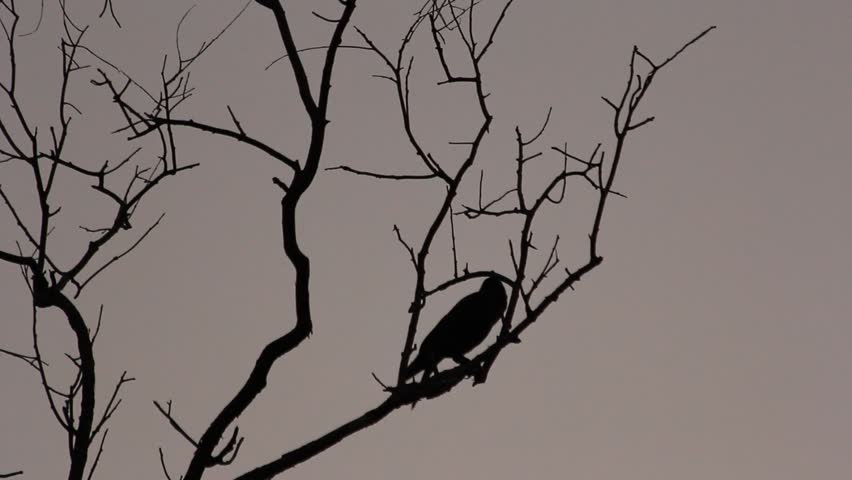 The birds on the tree branches, but in nightfall. | Shutterstock HD Video #3222535