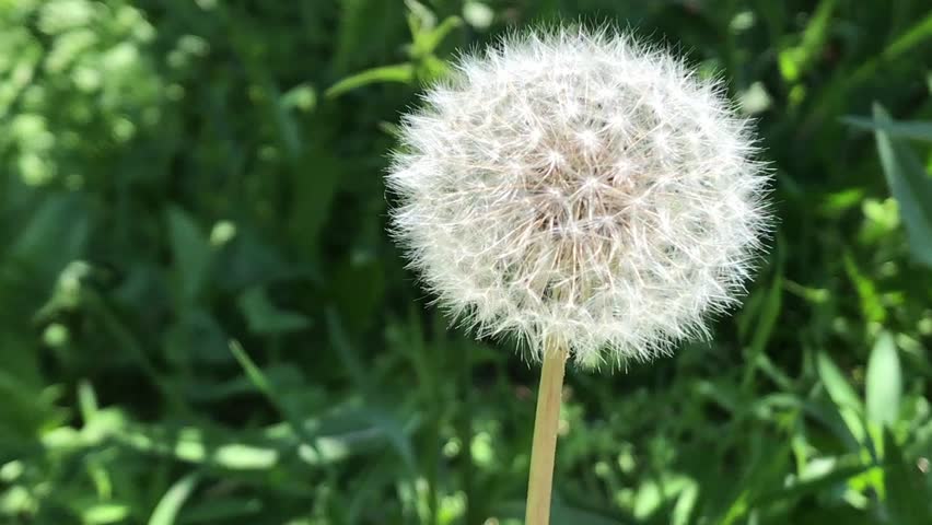 Dandelion Blowing Being Blown Dandelions Stock Footage Video (100% ...