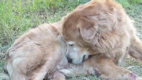 Golden retriever dog is cleaning sexual organ and hair. 