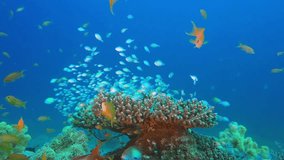 Underwater Sea with Tropical Fishes. Picture of beautiful underwater colorful fishes and beautiful soft and hard corals in the tropical reef of the Red Sea, Dahab, Egypt.