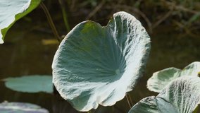 Close up Lotus leaf