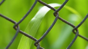 Close up Grass behind wire mesh