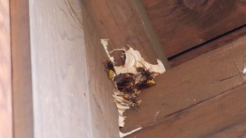 hornets nest