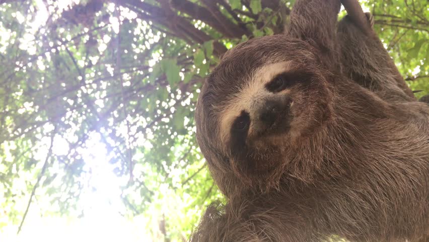 Happy Sloth in the tree Royalty-Free Stock Footage #32245486