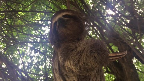 Happy Sloth in the tree