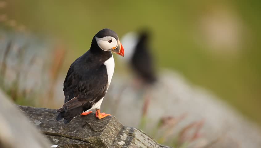 Atlantic puffin, fratercula arctica, Norway