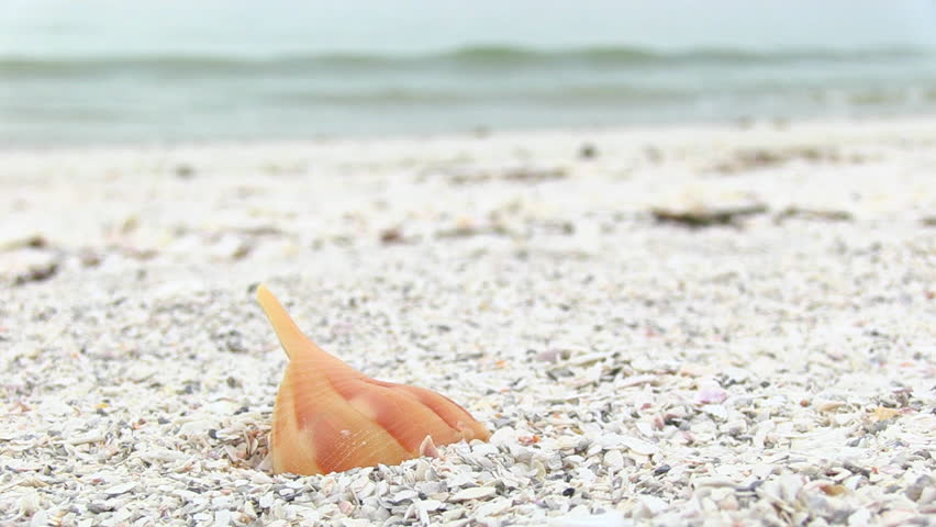 Close Up of Shell On Beach