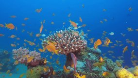 Underwater Colorful Beauty. Picture of underwater Colorful Beauty fishes and beautiful soft and hard corals in the tropical reef of the Red Sea, Dahab, Egypt.