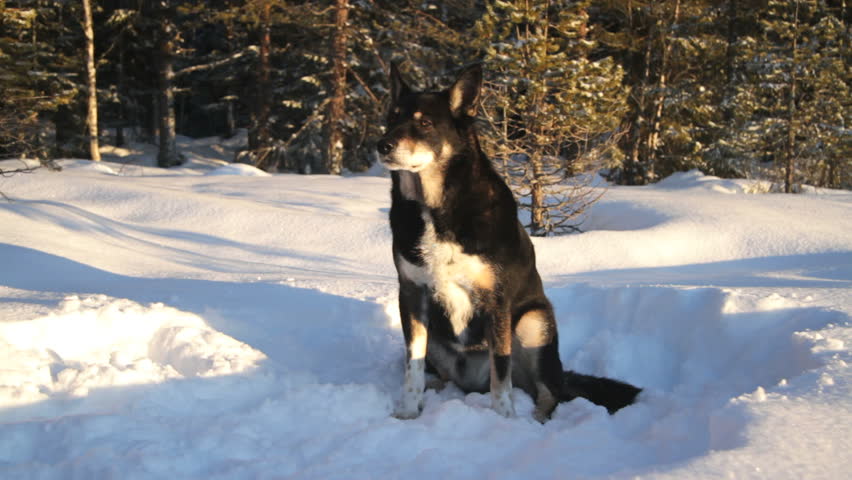 Dog Lapponian Herder, used by the Scandinavian sami people for herding and