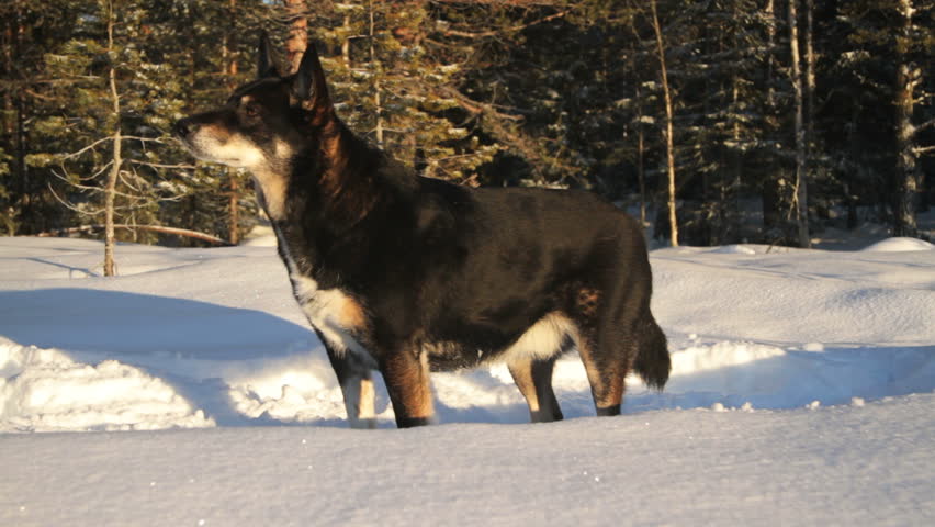 Dog Lapponian Herder, used by the Scandinavian sami people for herding and
