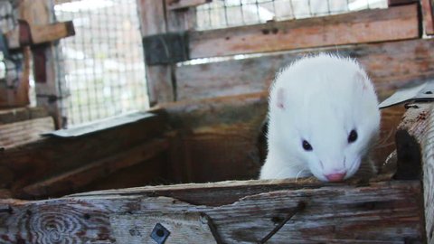 White curious mink peeking out of the cage