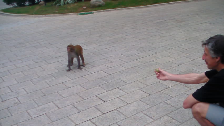 man playing with monkey

