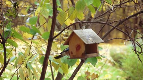 Bird jay in the wooden birdhouse of Sokolniki Park in Moscow
