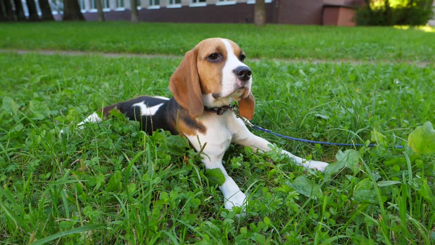 Portrait of Sad Young Beagle Stock Footage Video (100% Royalty-free ...