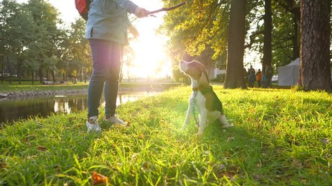 Woman tease young beagle with wooden stick, move it in front of doggy nose. Calm dog sit still and look indifferently, to branch. Slow motion shot, bright sun shine at evening time, green park area
