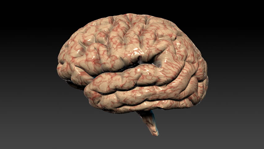 Human brain rotating,seamless loop,Alpha Channel