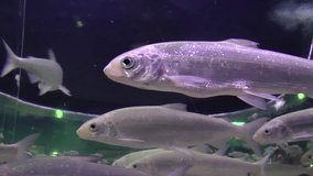 Peled fish or Coregonus peled, underwater footage