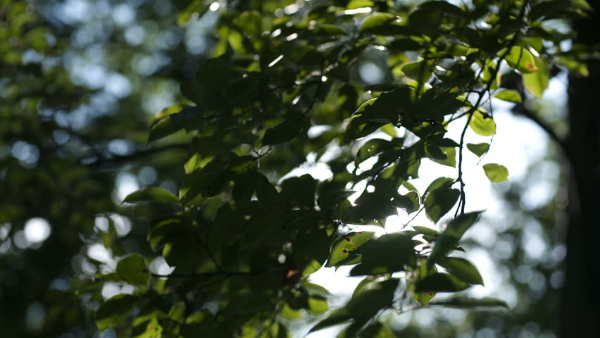 Morning sun comes up through leaves at sunrise