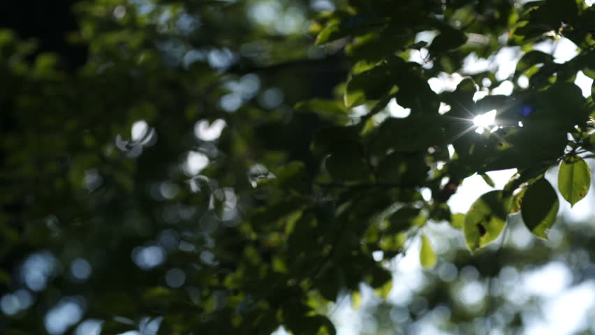 Morning sun comes up through leaves at sunrise