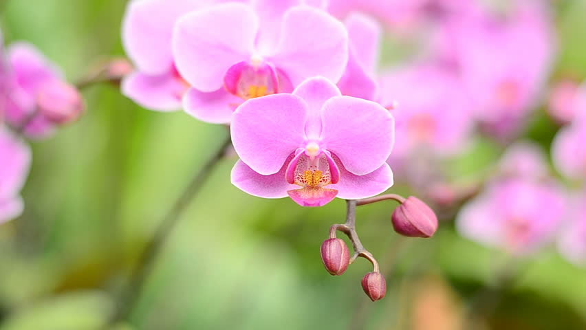Pink orchid flower (Warin Falanenopsis)