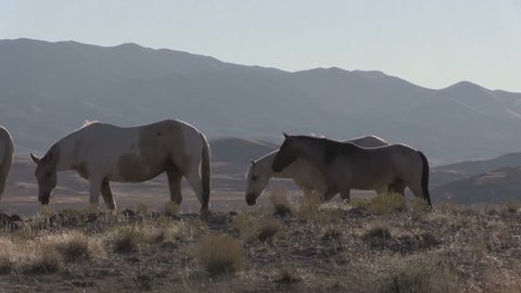 Wild Horses (mustangs) in the Utah Desert