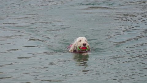 Spinone Italiano breed white dog in a red life-vest is jumping in water and swimming to fetch a rubber floating toy in a lake in France on a sunny summer day